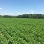 A mixed forage, which does not qualify for an MFP payment, is that with less than 60% alfalfa. 