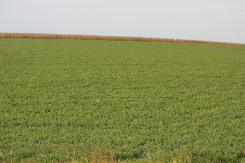 alfalfa