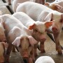 Pigs