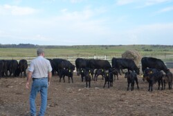 BT_Cows_Calves_Pen