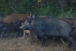 Feral Pigs in Louisiana USDA Series