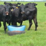 BT_Cows_Mineral