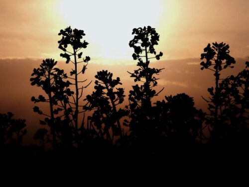 canola-sunset-canada.jpg