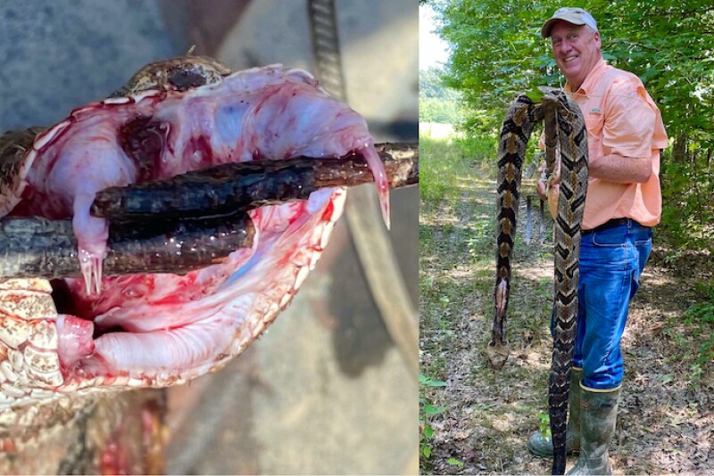 JIM BOWEN TIMBER RATTLER
