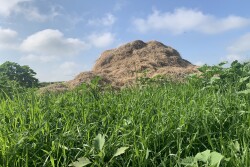 Manure that has been stockpiled in a winter feeding area should be turned at least once for volume reduction and every 10-14 days for weed seed, pathogen and parasite reduction. 