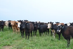 BT_Stocker_Cattle_Kentucky