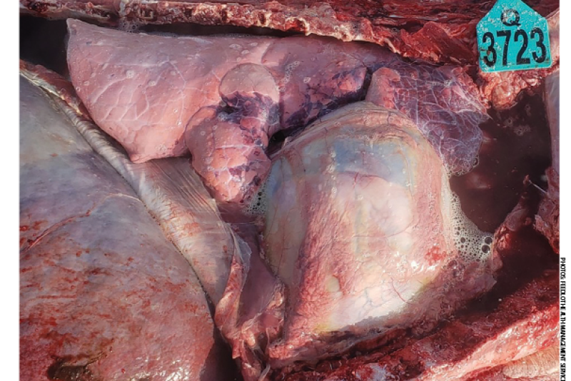 Cardiomegaly, hydrothorax, atelectasis, and hepatomegaly can be appreciated in the open chest view. 