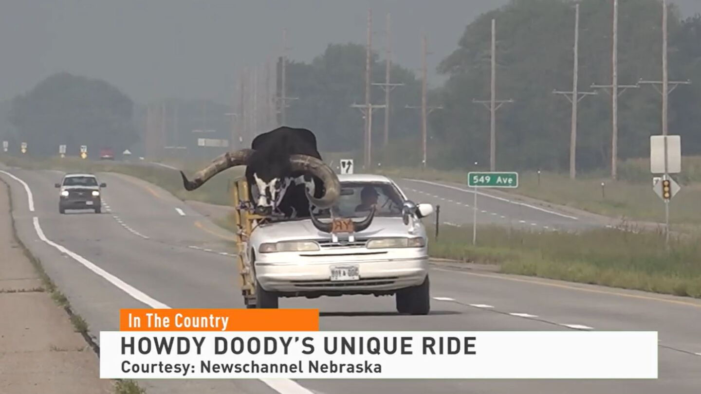 Meet Howdy Doody: The Famous Watusi Bull - Drovers