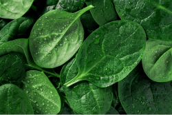 Enza Zaden spinach