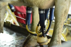 Getting units on quickly is important for faster parlor throughput. Making sure the units are aligned properly under the udder leads to better milk harvest. 