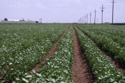 Texas cotton 