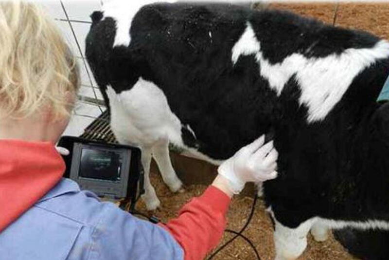 How helpful would it be to look inside live calves to inspect their lung condition? That’s now possible with the same ultrasound technology veterinarians use to diagnose pregnancies. 