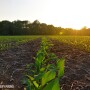 Young Corn Field Sunset - Lindsey Pound