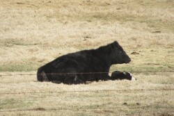 Prepare now for successful calving.