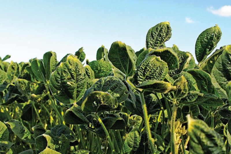 A new report by EPA shows despite increased restrictions on dicamba, more than 3,500 issues were reported this year with dicamba drifting onto other crops. Three grower groups say the data could have significant gaps. 