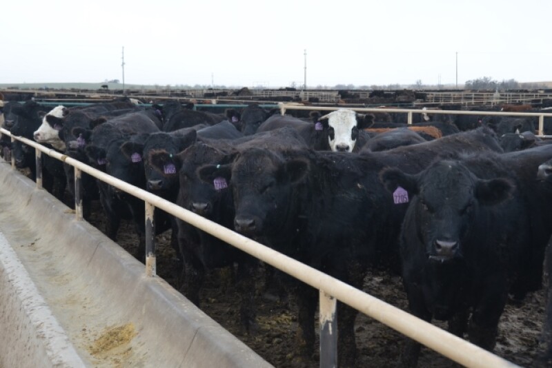 BT_Feedlot_Cattle_Bunk