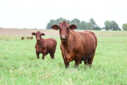 Santa Gertrudis