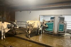 cows being milked robotically