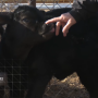 Dr. Randall Spare and calf