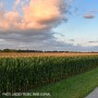 Corn field - Lindsey Pound