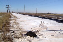 Dead_Calf_Snow