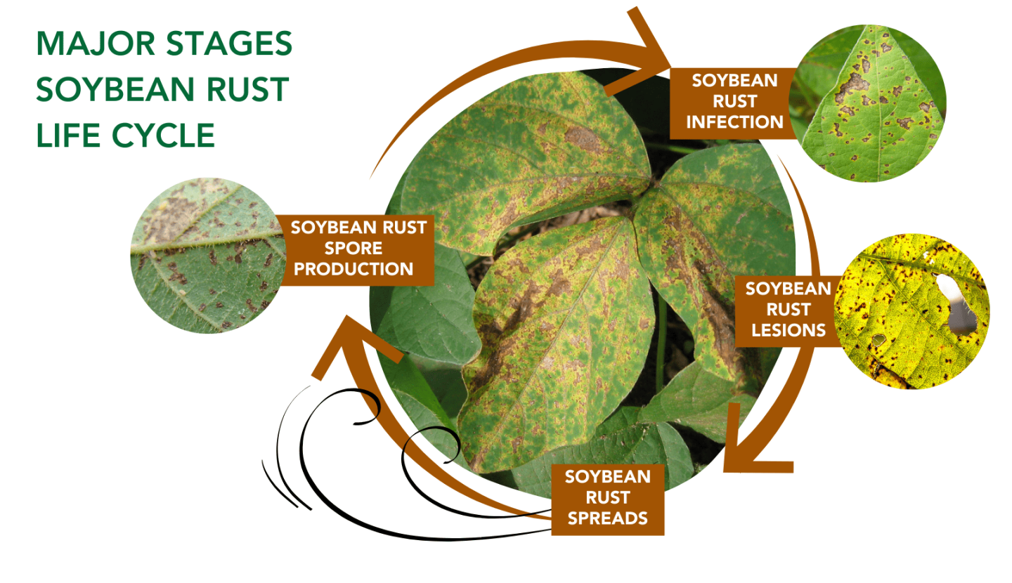 Soy Rust What Is Soybean Rust? Symptoms and Causes - AgWeb