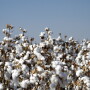 cotton plants