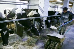 Belarus_Dairy_Farm