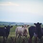 Stocker cattle