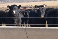 BT_Feedlot_Cattle