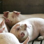 Group of gilts
