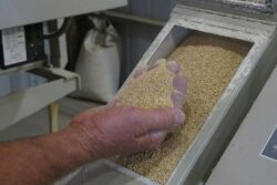 Farmer checking pig feed