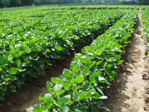 soybean field