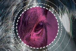 Merck-Pink-Eye.jpg
