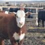 BT_Feeder_Cattle