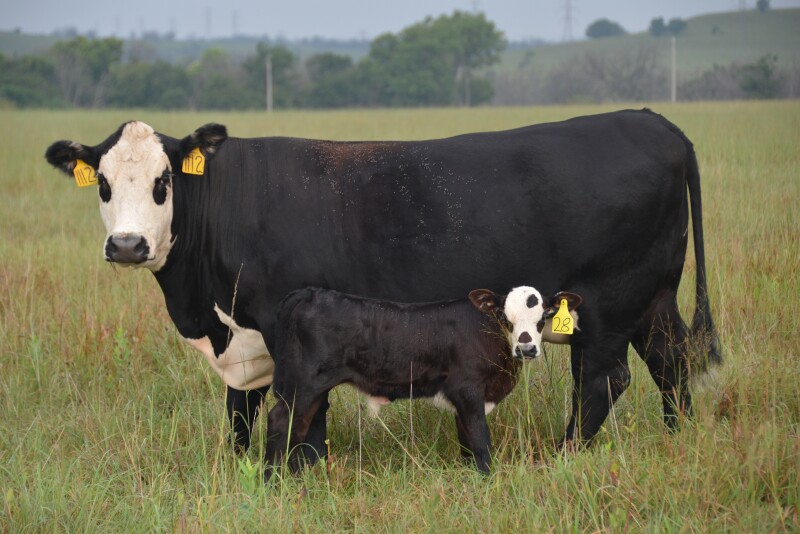 Management can help reduce pinkeye