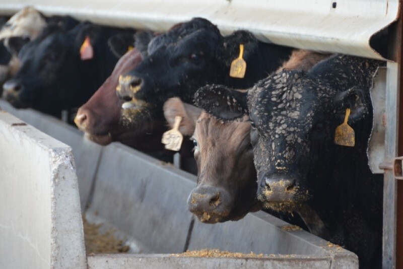 Cattle feeding margins declined by $80 per head last week as cash prices slumped $1 to $2 per cwt. 