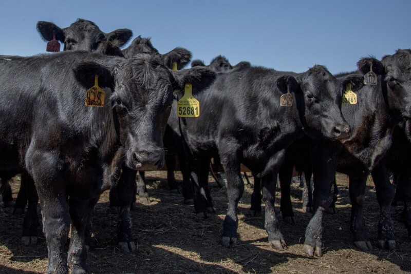 CattleTrace
