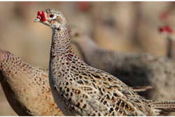 pheasants usda
