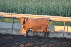 BT_Feeder_Heifer