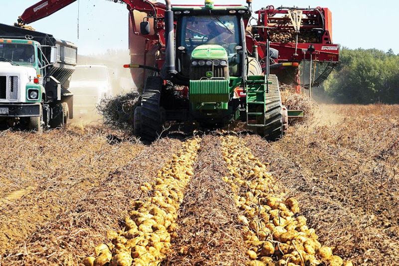 Green Thumb Farms Inc. – Maine potato harvest