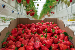 NFF_Strawberries_Photo_2 WEB.png
