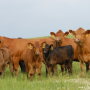 Gelbvieh_Cows_Calves