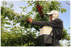 Chilean Cherry harvest.JPG