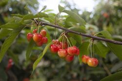  Superfresh Rainier cherries