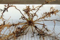 F11006 A nematode