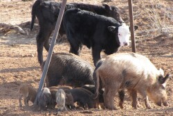 BT_Feral_Hogs_Cattle