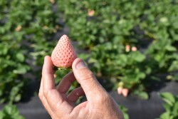 Wish Farms Pineberries