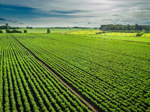 potato field