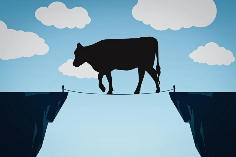 The Balancing Act Behind Beef-on-Dairy Carcass Size